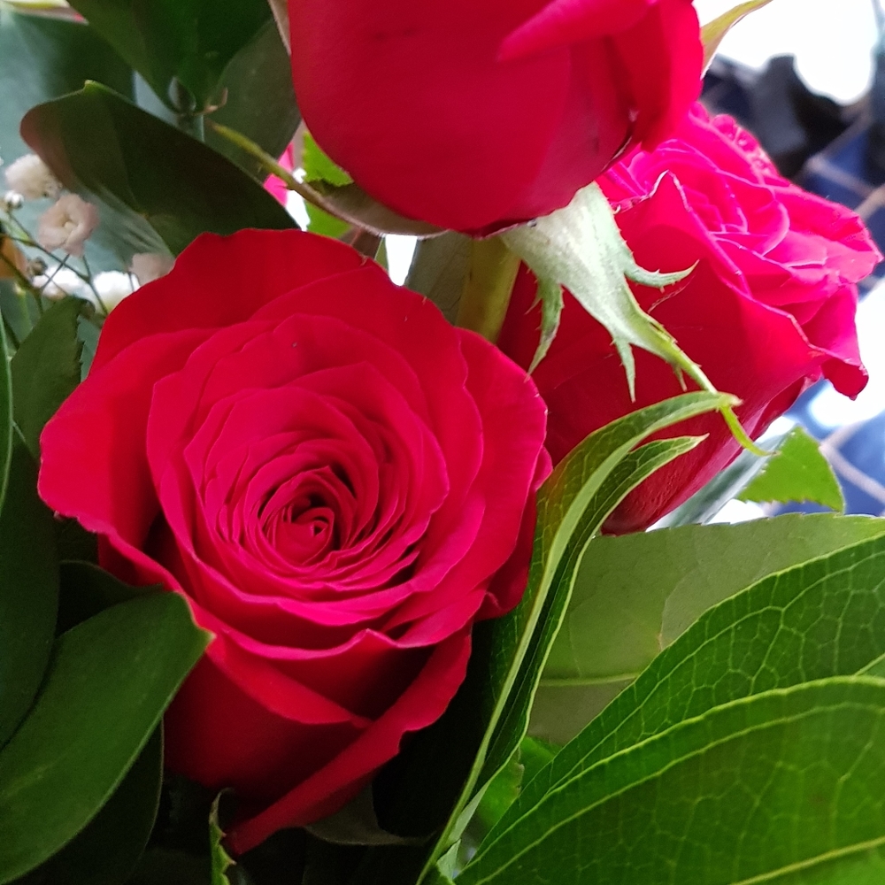 Meet your Posher, Elizabeth